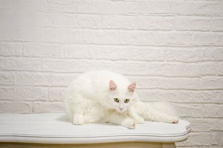 A white Angora cat with expressive eyes sits on a white table against a white decorated wall.の写真素材