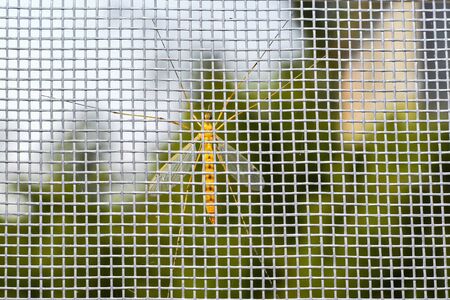 A huge yellow mosquito looks inside the room on the opposite side of the plastic mesh.の写真素材