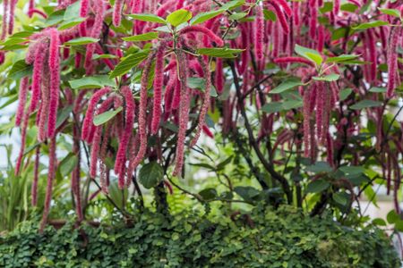 Flowering shrub Acalypha hispida grown in a greenhouse with a tropical climate. Background.の写真素材