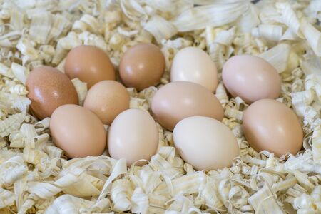 Chicken eggs in a nest of light wood chips. Background.
