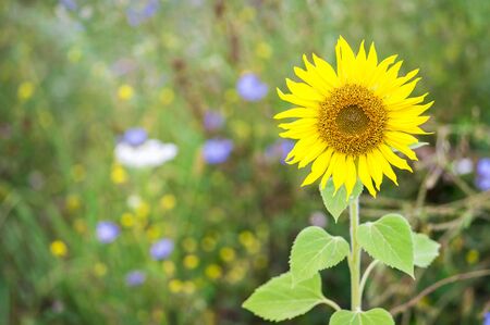 A single sunflower flower contrasts with the background of a wild summer meadow.の写真素材