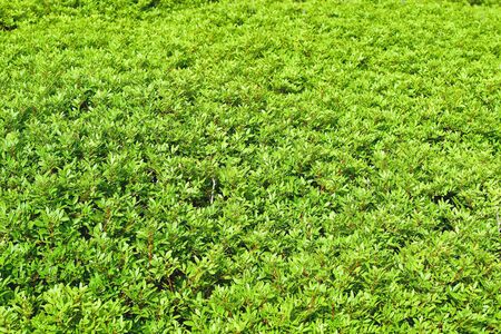 Bushes of wild pistachio thickets. Organic texture, natural backgroundの写真素材