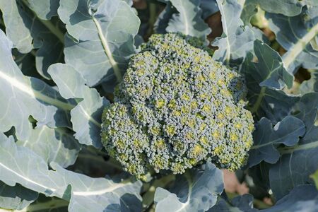 Ripe broccoli on the bed close-up. The concept of healthy farm products. The view from the top. Background.の写真素材