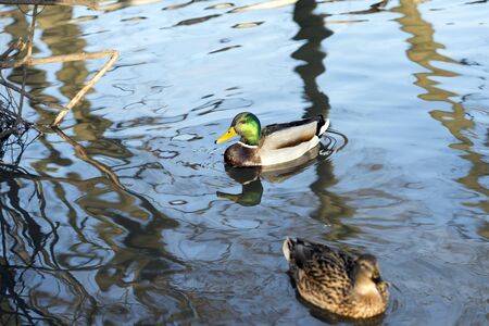 A duck and a Drake in the soft sunlight swim in the lake in the spring. Background.の写真素材