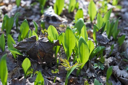 Young green leaves of a Ramson (Allium ursinum) close up break through last year's leaves in the forest. The concept of enriching the diet with early spring vitamins. Natural background.の写真素材