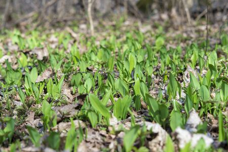 Young green leaves of a Ramson (Allium ursinum) break through last year's leaves in the forest. The...
