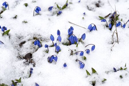 Blue snowdrops Scilla siberica with rare green leaves make their way out from under the newly fallen snow. Background.の写真素材
