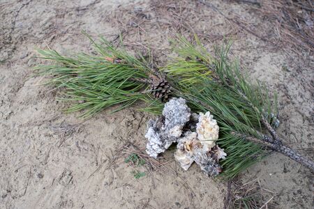 Green pine branch with large fractions of gum resin for healing tree wounds. The concept of natural raw materials for the preparation of medicines. Background.の写真素材