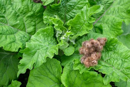 Burdock with large green leaves close-up and dry last year's thistles on them in the spring. Natural background. Latin name Arctium lappa.の写真素材
