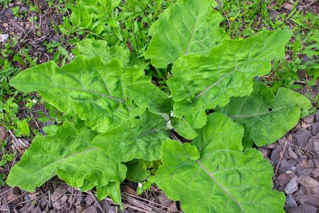 Burdock with large green leaves close-up in spring. Natural background. Latin name Arctium lappa.の写真素材