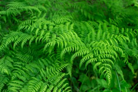 Green fern branch close-up with uniform lighting. Natural background. Small depth of field.の写真素材