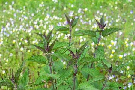 Nettle Bush with bright green leaves with a brown tint in spring against the background of a flowering meadow. Natural background.の写真素材