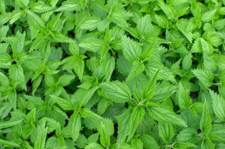 Nettle Bush with bright green leaves in spring in uniform lighting. Natural background.の写真素材