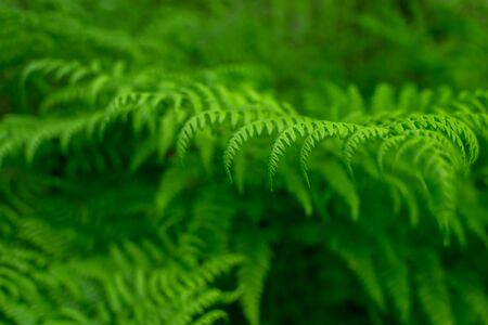 Green fern branch close-up with uniform lighting. Natural background. Small depth of field.の写真素材