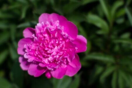 Blurred. Pink peony flower close-up on the background of dark green leaves of the plant. Natural background.の写真素材