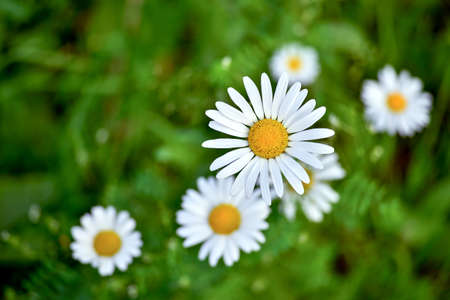White Daisy close - up against the background of other daisies and green leaves. The view from the top. Background.の写真素材