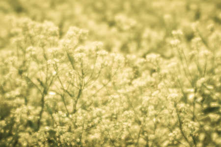 Blur. Yellow rapeseed flowers in a Sunny haze of soft lens.の写真素材