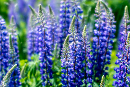Blurred background. Blue Lupin flowers in close-up against a green meadowの写真素材