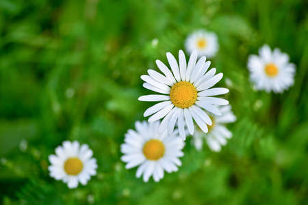 White Daisy close up against the background of other daisies and green leaves. The view from the top. background.の写真素材