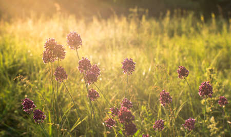 Summer meadow with wild garlic thickets in the morning sun. natural background. The concept of mood and balance.の写真素材