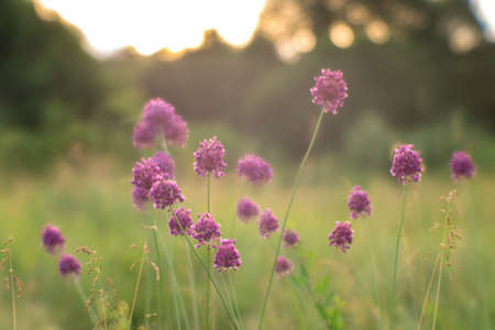Blur. Summer meadow with wild garlic thickets close-up at sunrise. natural background. The concept of mood and balance.の写真素材