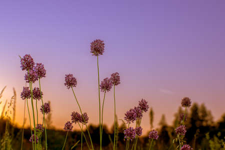 The stems of wild garlic from Mature seeds of a closeup of a pink sunrise. natural background. The concept of mood and balance.の写真素材