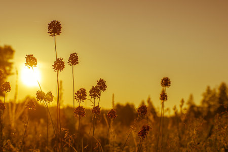 Wild garlic stalks with ripening seeds in a meadow in the Golden sunrise. natural background. The concept of mood and balance.の写真素材