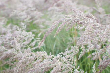 Green grass with flowering racemes of beige ears in a uniform soft light. natural background. Focus on spikelets in the near field.の写真素材