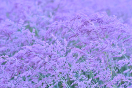 Blooming fluffy brushes of beige ears in a light lilac haze in a uniform soft light. Gentle sparkling natural background.の写真素材