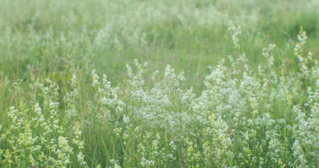 Blur. Summer green meadow with fluffy white flowers in the morning sun. Backgroundの写真素材
