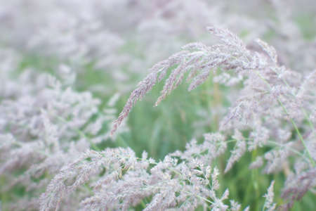 Blurs. Fluffy beige tassels of the ears of wild grass in the glowing drops of dew and light haze. Backgroundの写真素材