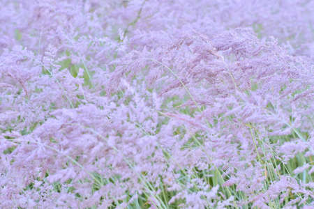 Blurs. Fluffy beige tassels of the ears of wild grass in the glowing drops of dew and light haze. background.の写真素材