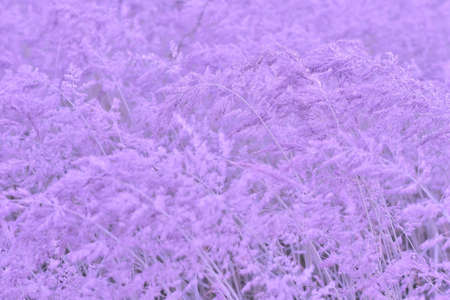 Blur. Blooming fluffy brushes of beige ears in a light lilac haze in a uniform soft light. Gentle sparkling natural background.の写真素材