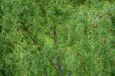 Curly willow in the bright green of young leaves with budding buds. natural background.の写真素材