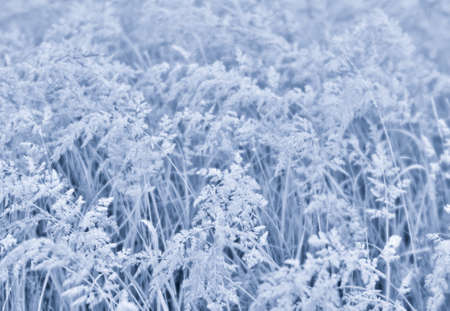 Fluffy brush ears of wild grass in a light haze and uniform pale blue light. background.の写真素材