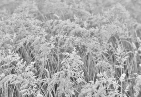 Fluffy brush ears of wild grass in a light haze and uniform light. Neutral tone the background.の写真素材