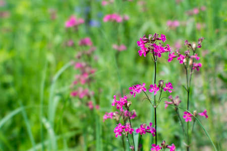 Blur. Silene viscaria in the foreground of a green flowering meadow. natural background.の写真素材