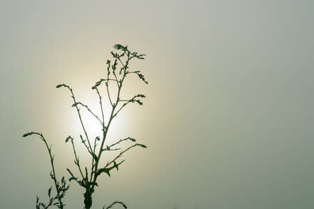 Green branch with buds of inflorescences in dewdrops in the contoured light of the sun in a haze on a gray background. background.の写真素材