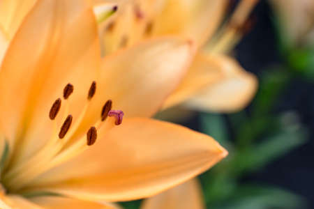 Lilly flower closeup with yellow petals, stamens and pistil in the field of sharpness. background.の写真素材