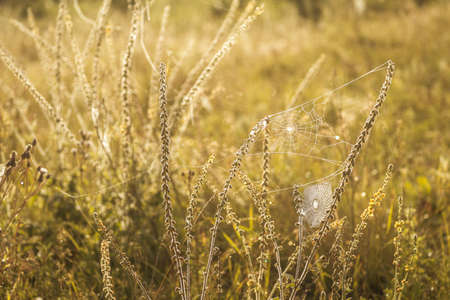 Meadow flooded with sunlight with cobwebs and herbs. background.の写真素材