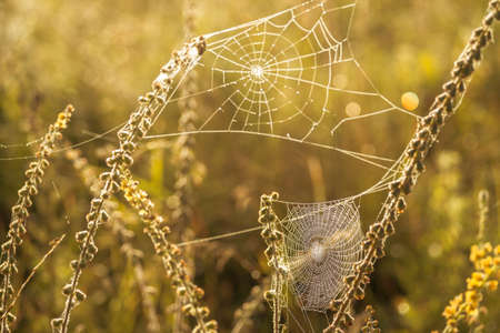 Meadow flooded with sunlight with cobwebs close-up and mixed grasses. background.の写真素材