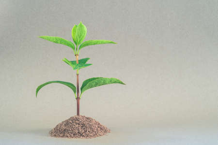 Green sprout in artificial soil on a neutral background.