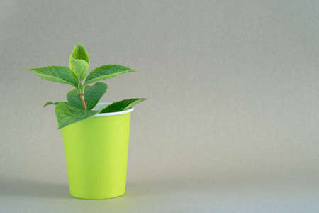 Green sprout in a paper Cup on a neutral background.の写真素材