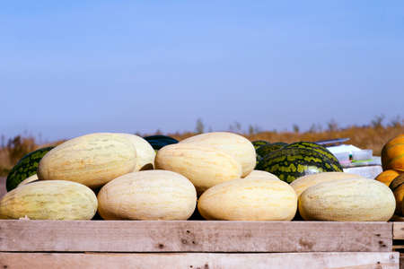 Rows of oval melons and green striped watermelons on a trailer on a blue sky.の写真素材