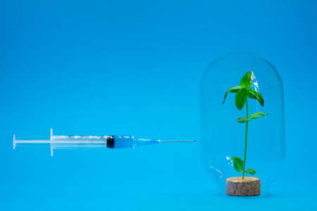 The syringe with the solution is directed at a green sprout in a glass flask. The concept of the impact of drugs on the human immune system, as well as the impact of genetic engineering in agricultureの写真素材