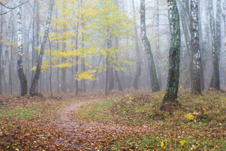 Blur. Autumn Park with trees in a misty haze and a path strewn with fallen leaves. background.の写真素材
