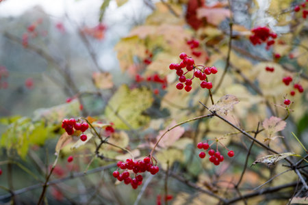 Red clusters of viburnum berries on the branches of a Bush in late autumn. background. selective focus.の写真素材