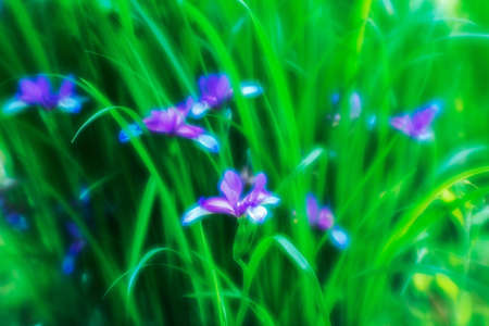 Blur. Japanese iris Bush with purple flowers close-up with blue soft lens halos around the flowers. background. Focus in the haze of a soft lens in the near field.の写真素材
