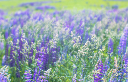Blur. Green meadow in lush mixed grasses with purple lupine flowers on a summer morning. Backgroundの写真素材