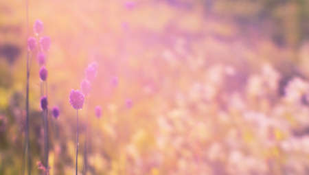 Blurred background of lush flowering meadow in the natural Sunny haze of morning with wild garlic flowers in the foreground. Abstract natural background. selective focus.の写真素材